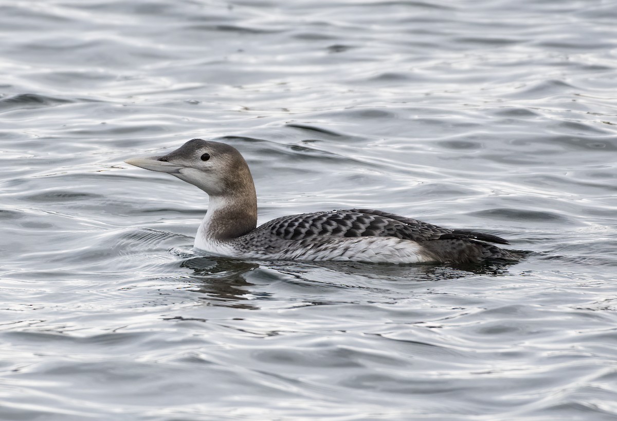 Yellow-billed Loon - Annie McLeod