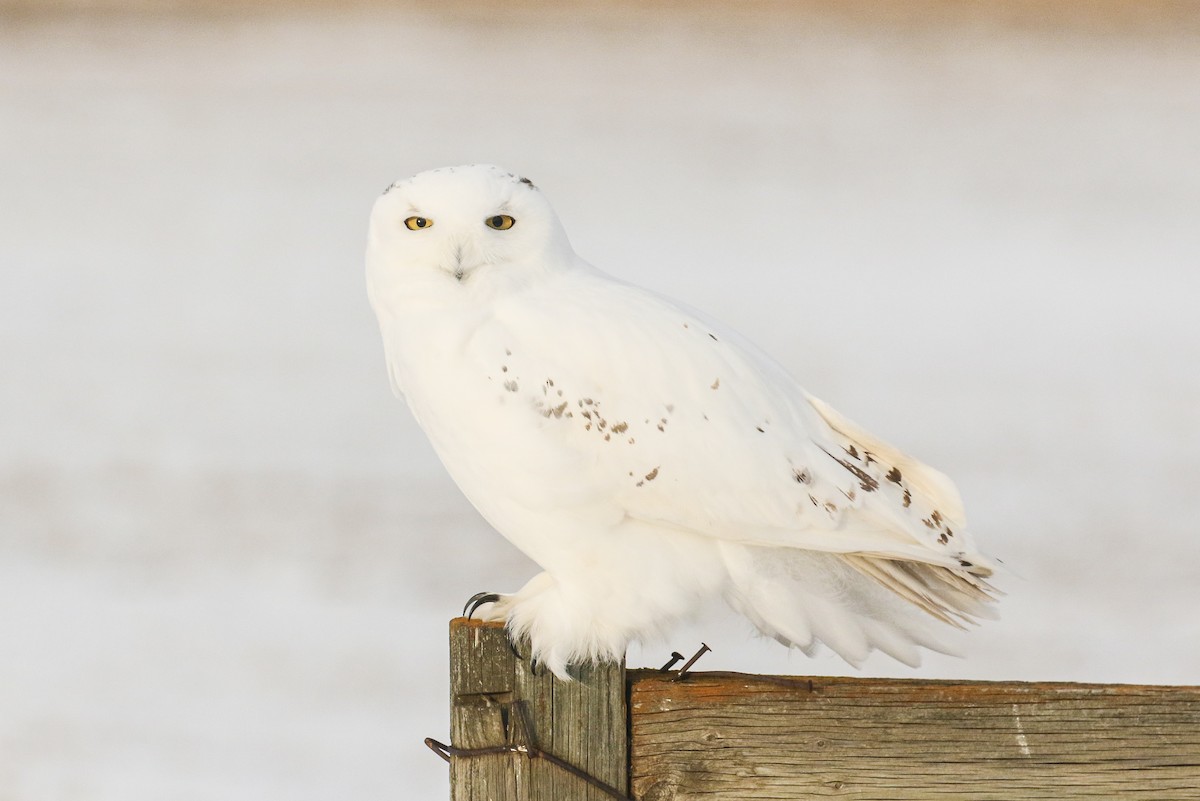 Snowy Owl - ML391246281