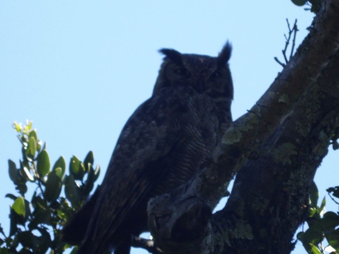 Lesser Horned Owl - ML39125241