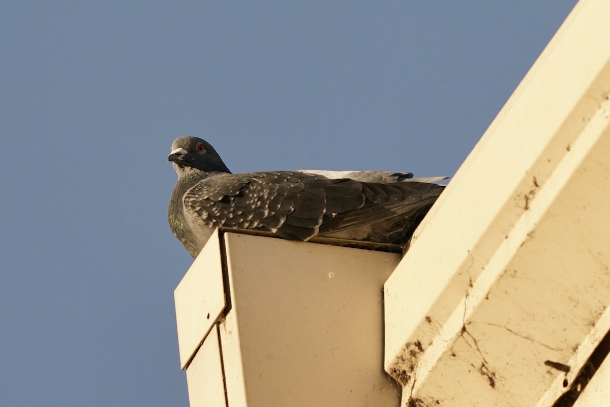 Rock Pigeon (Feral Pigeon) - ML391258741