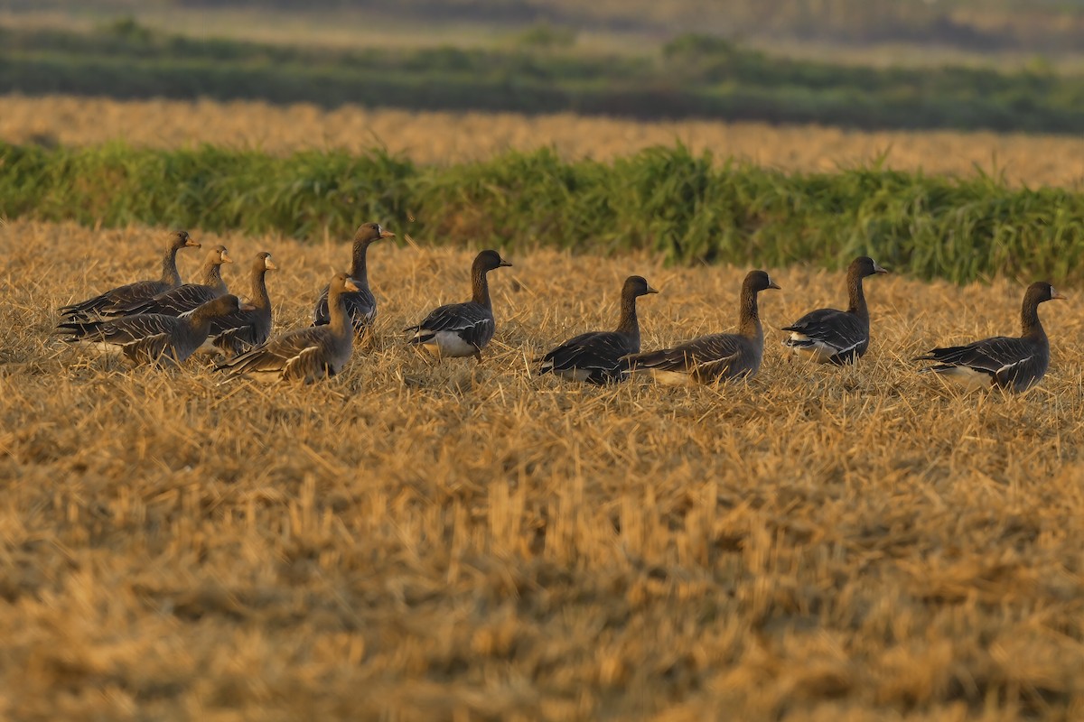 Greater White-fronted Goose - ML391260381