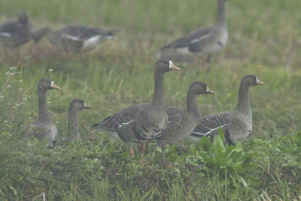 Greater White-fronted Goose - ML391260401