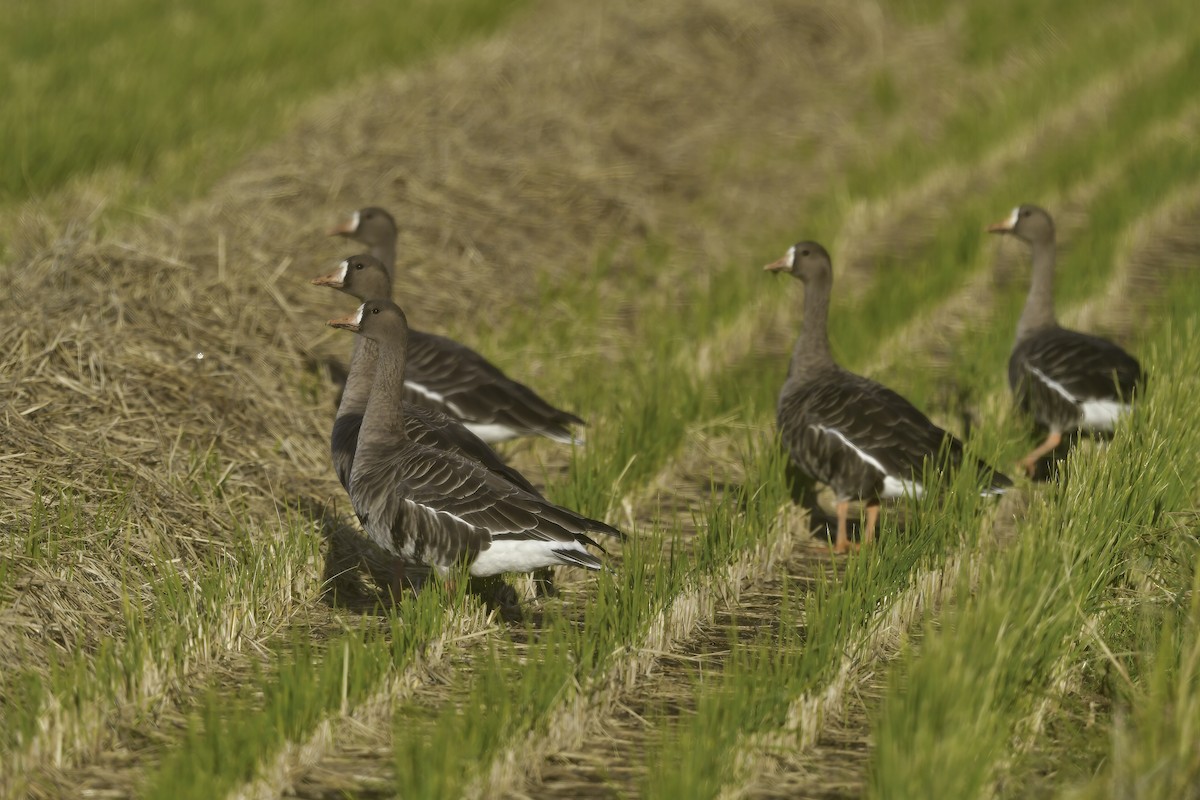 Greater White-fronted Goose - ML391260451