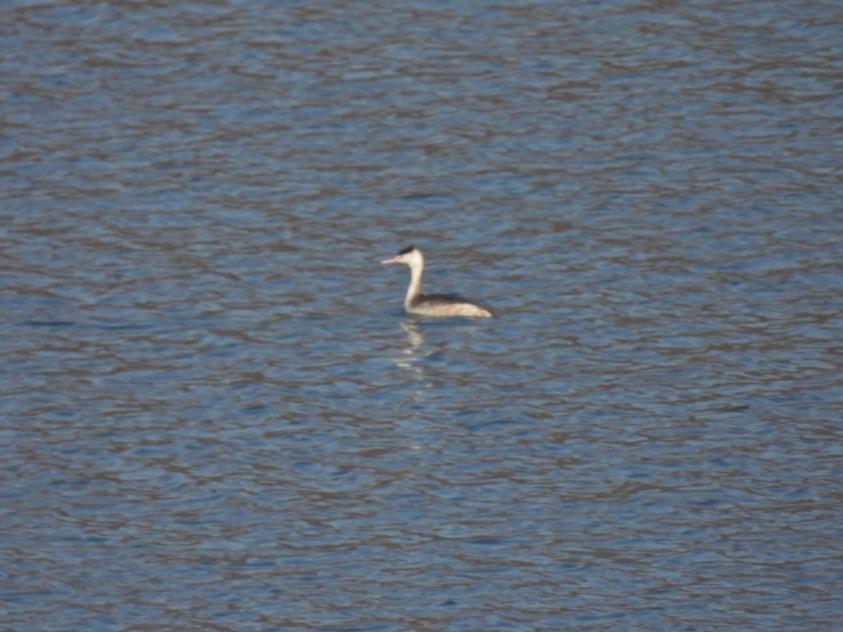 Great Crested Grebe - ML391271031