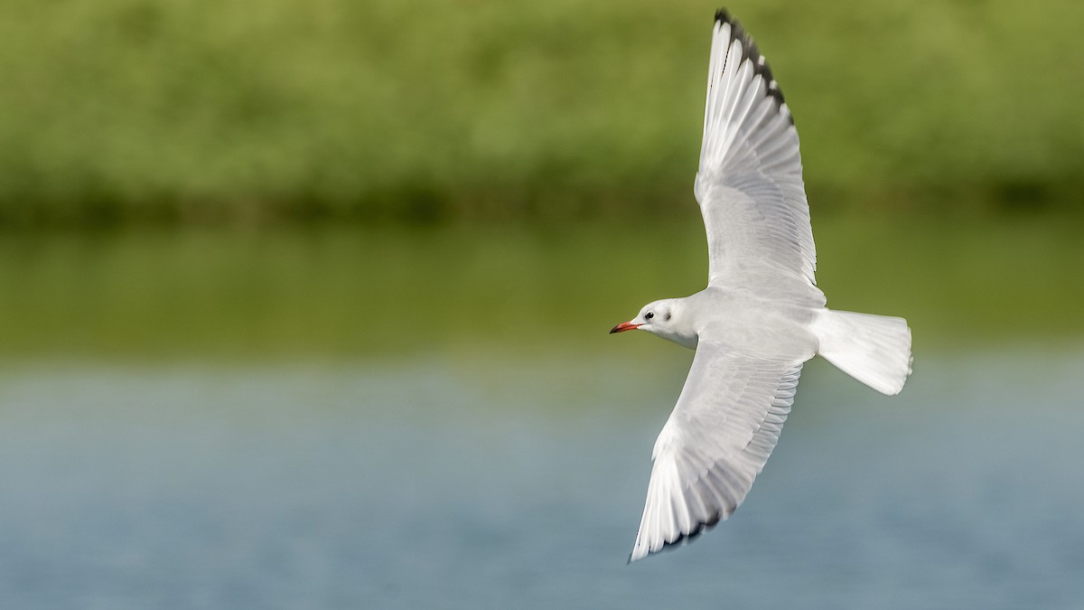 Mouette rieuse - ML391272141