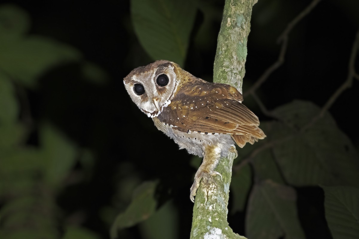 Oriental Bay-Owl - ML391272311
