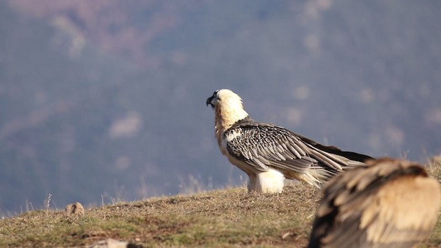 Bearded Vulture - ML391272671