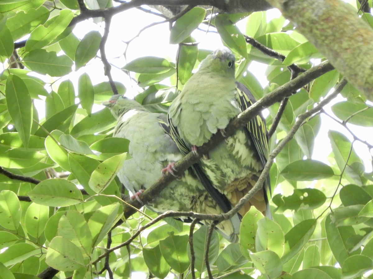 Thick-billed Green-Pigeon - ML391274241