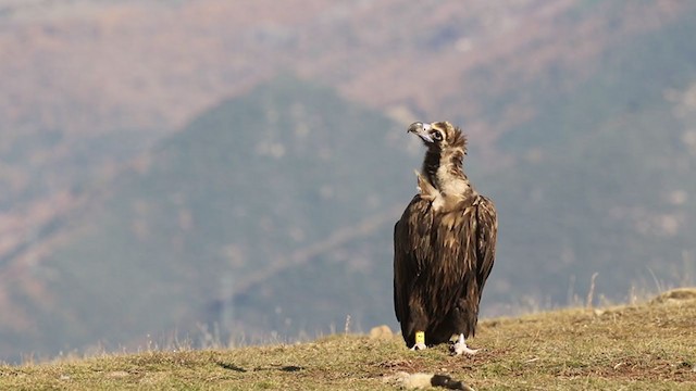 Cinereous Vulture - ML391274491
