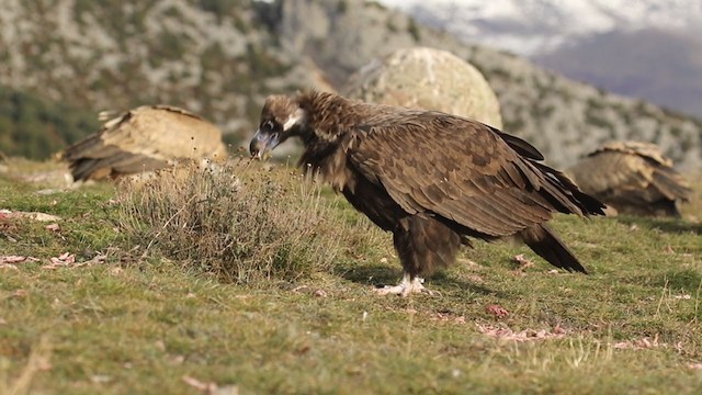 Cinereous Vulture - ML391274541