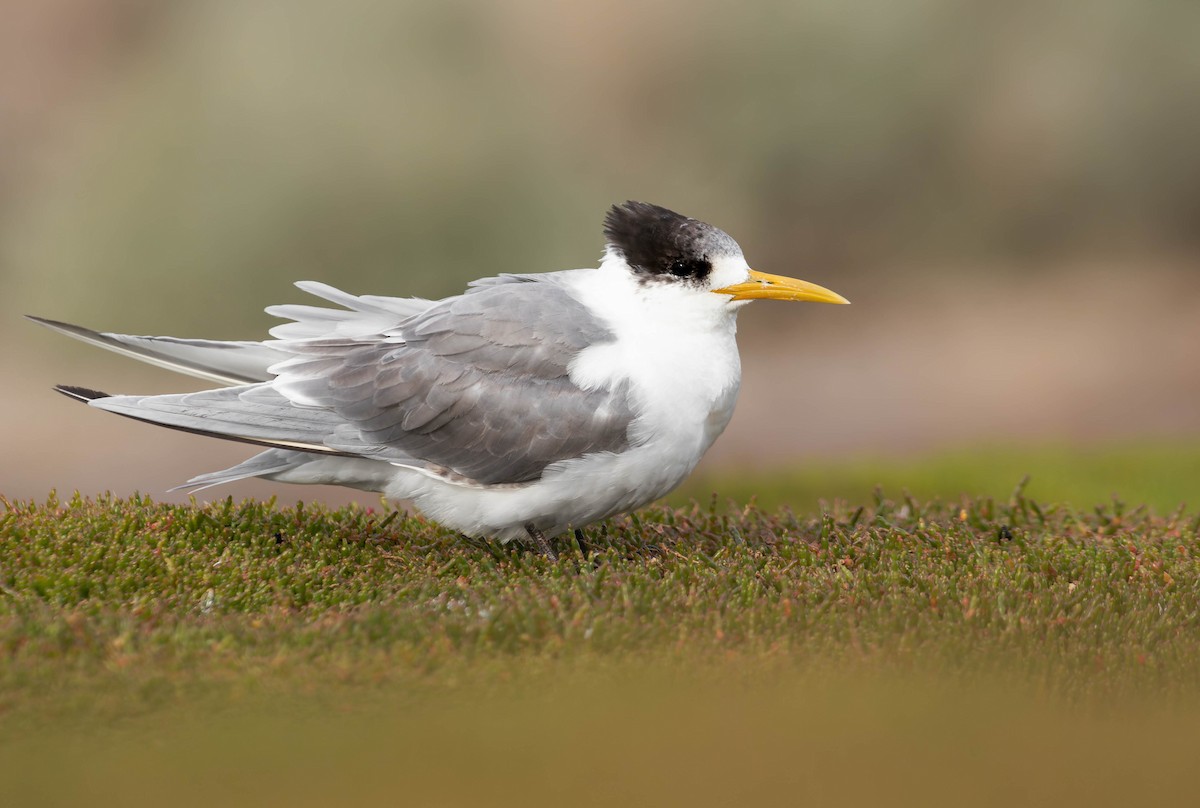 Great Crested Tern - Zebedee Muller