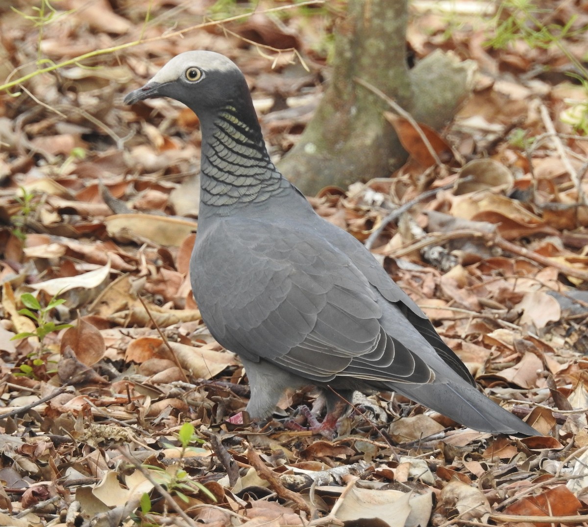 White-crowned Pigeon - ML39128311