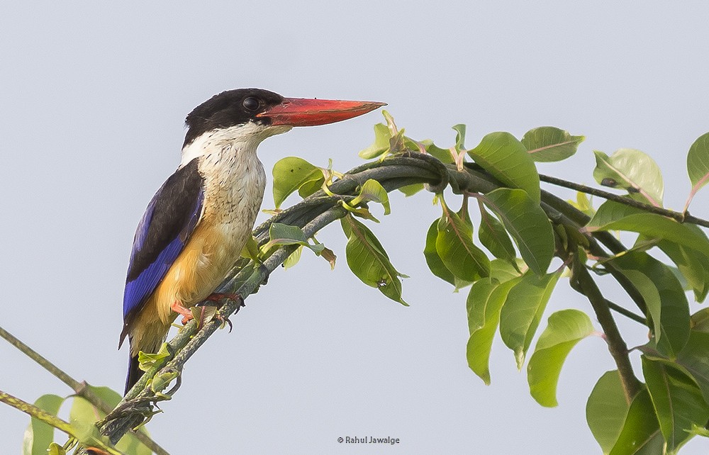 Black-capped Kingfisher - Rahul Jawalge