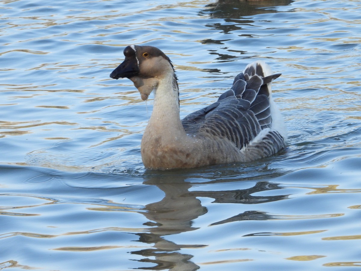 Swan Goose (Domestic type) - ML391285951