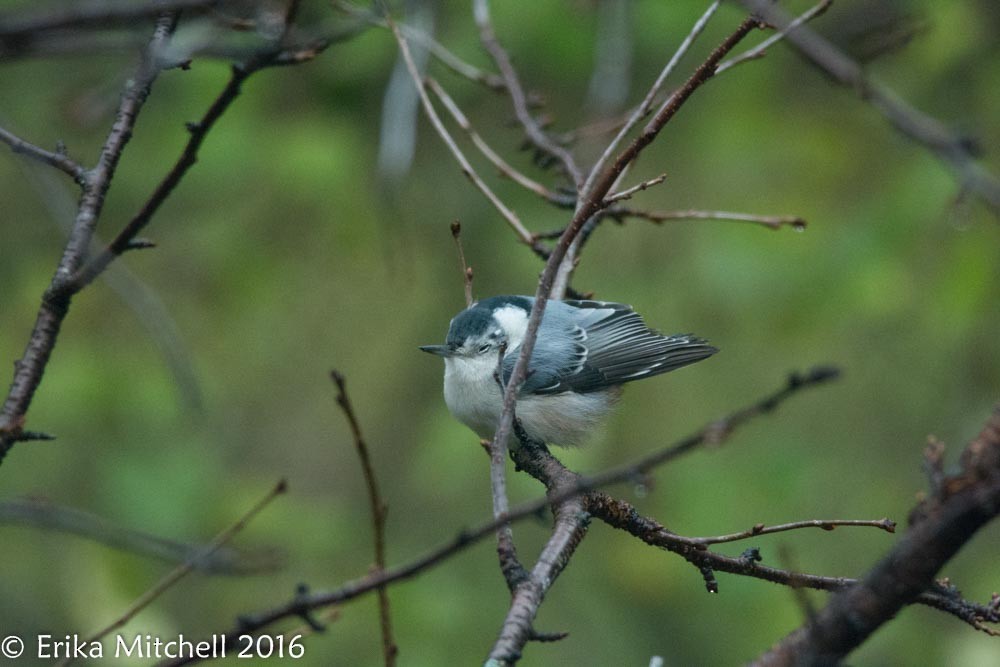 White-breasted Nuthatch - Erika  Mitchell