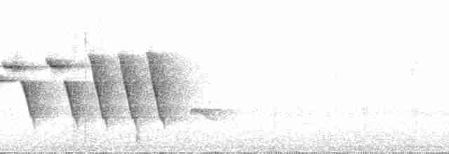 Weißbinden-Ameisenvogel - ML39129