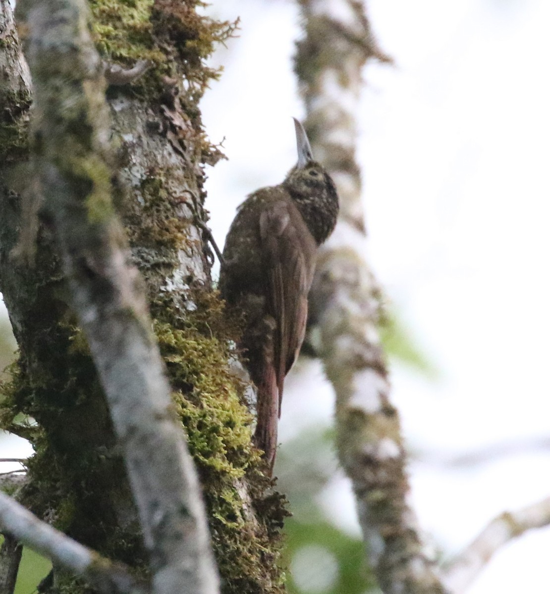 Olive-backed Woodcreeper - Clyde Blum