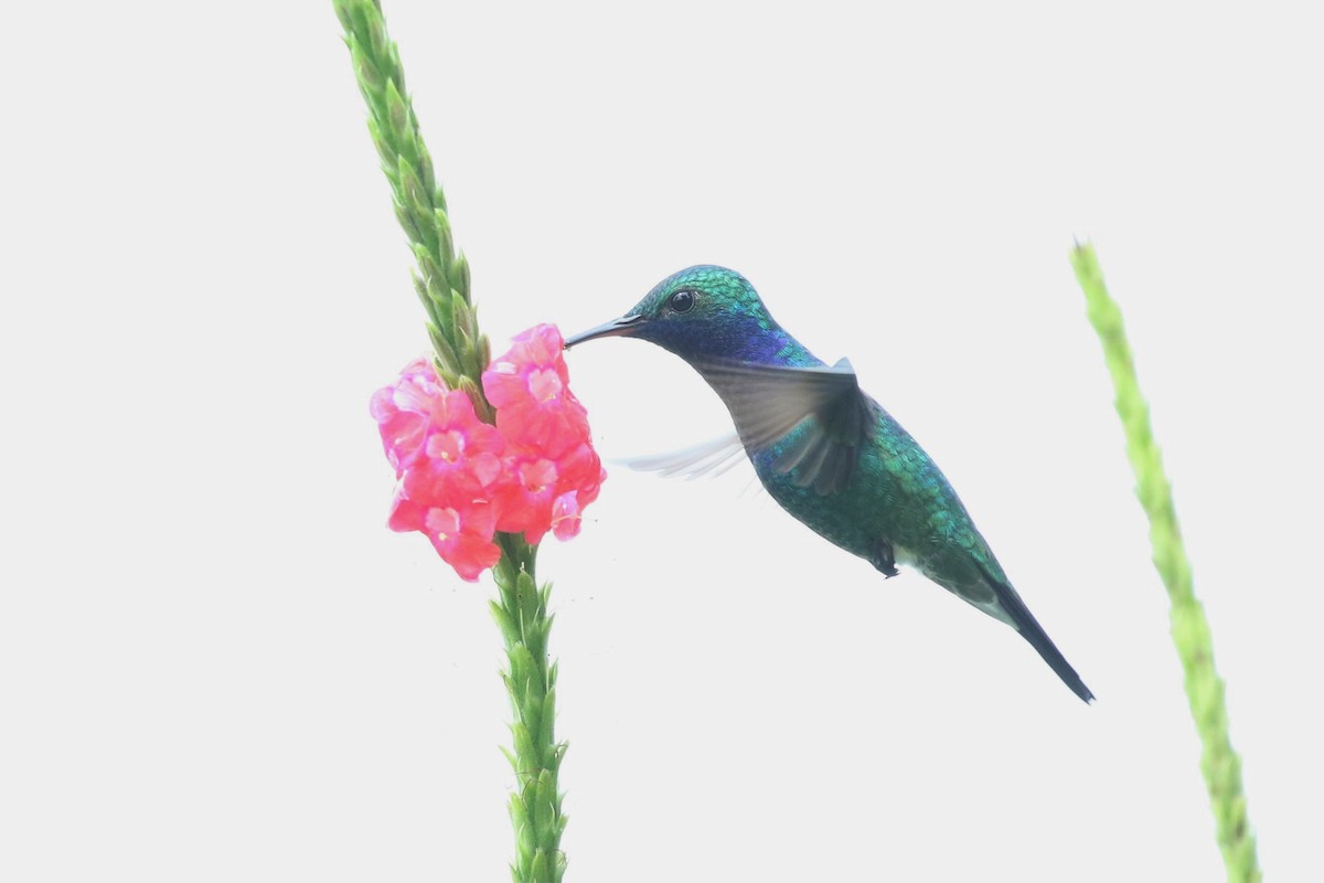 Sapphire-throated Hummingbird - ML391300701