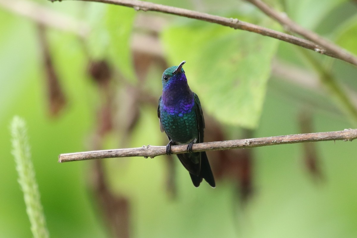 kolibřík safírovohrdlý - ML391300731
