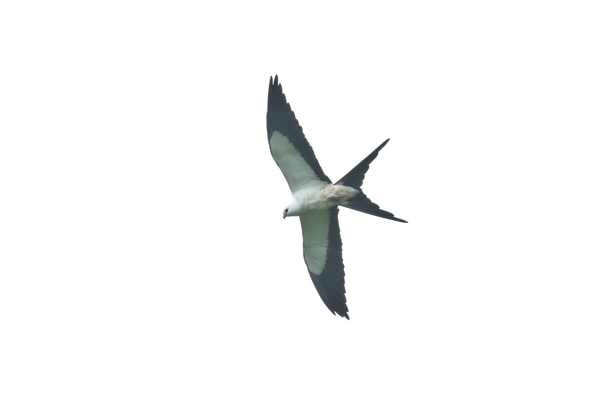 Swallow-tailed Kite - ML391300911