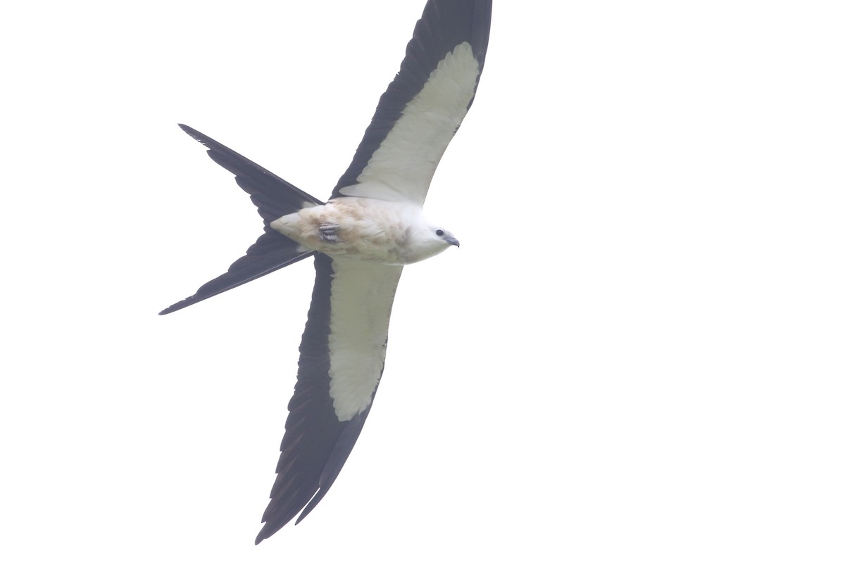 Swallow-tailed Kite - ML391300921