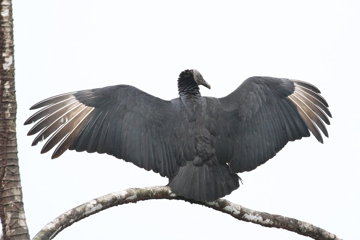Black Vulture - ML391300961