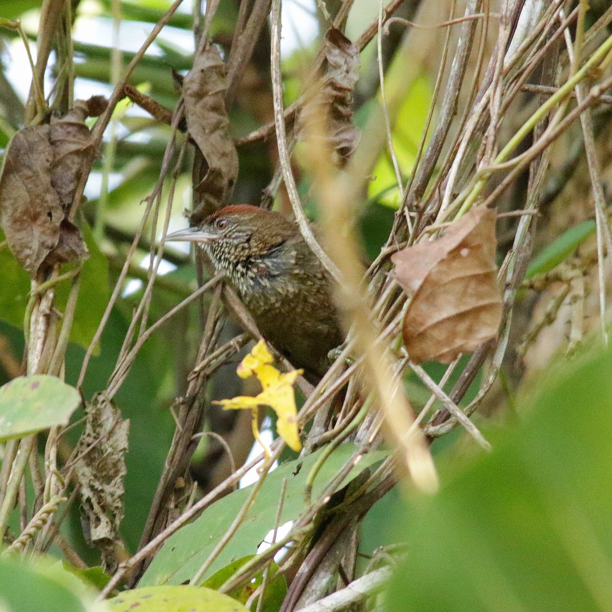 Scaled Spinetail - ML391303891