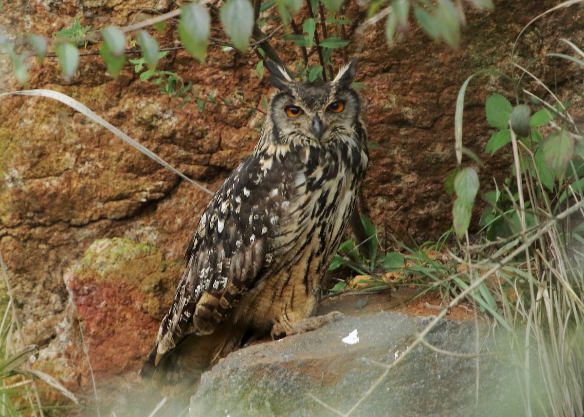 Rock Eagle-Owl - ML391305271