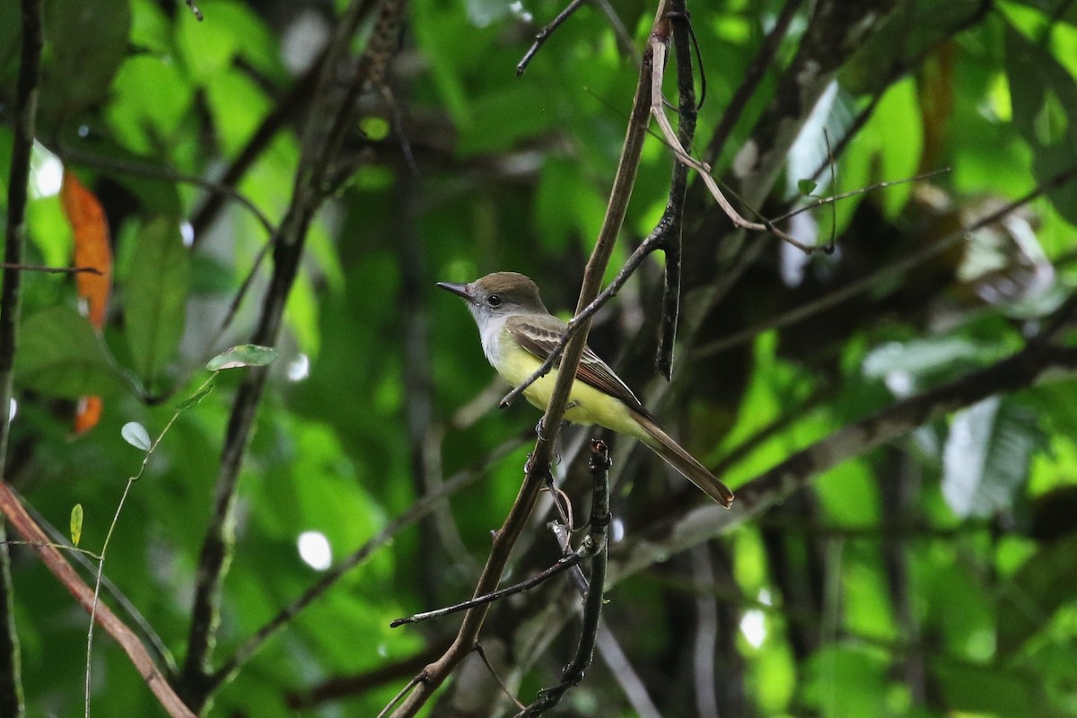 Great Crested Flycatcher - ML391308391