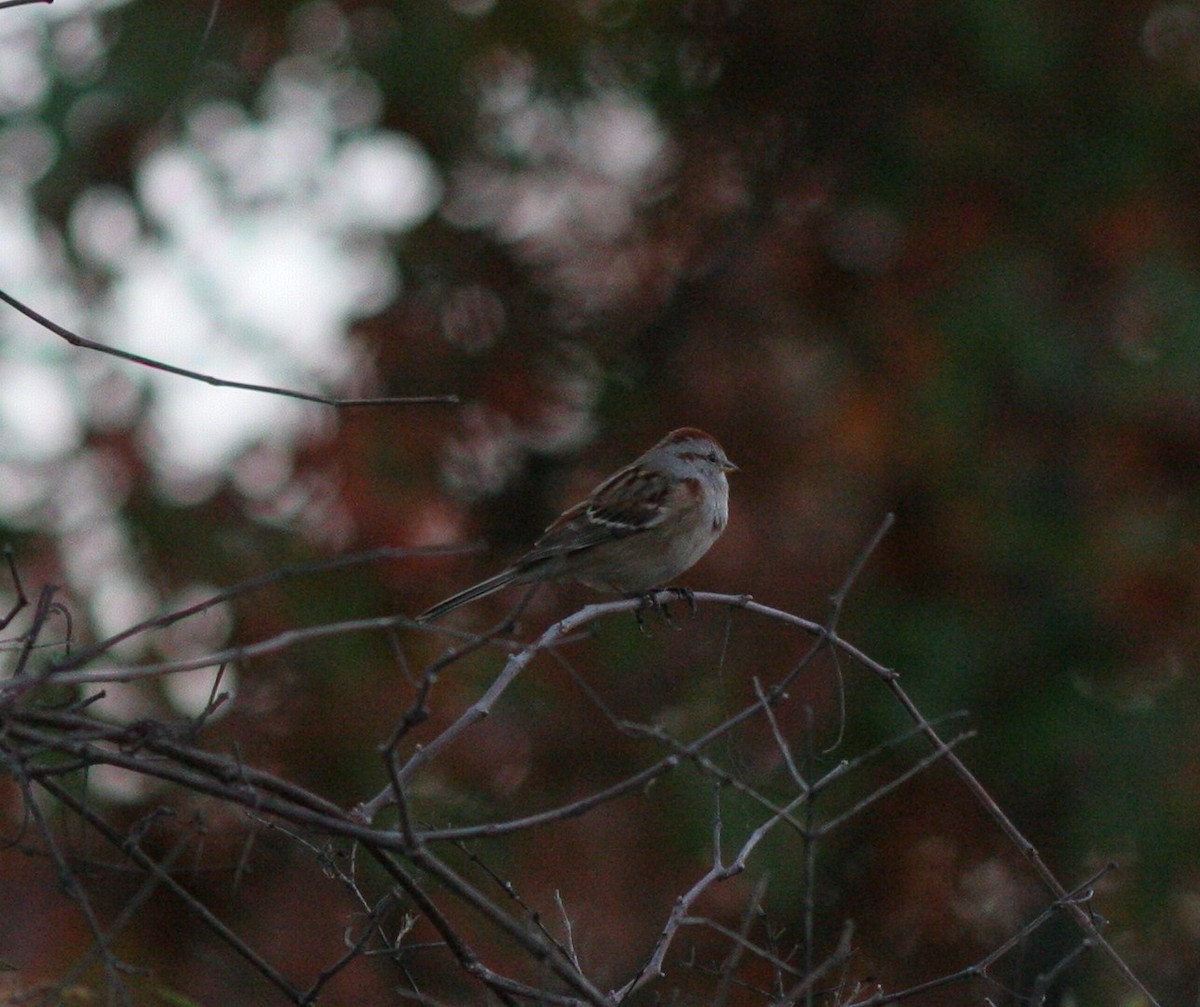 American Tree Sparrow - ML39130891