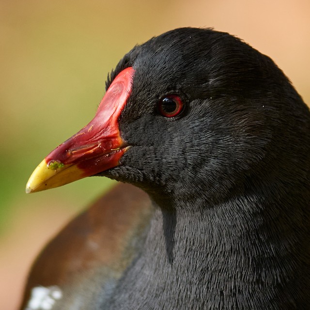 紅冠水雞 Ebird