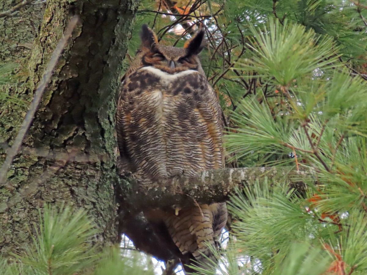 Great Horned Owl - ML391310901