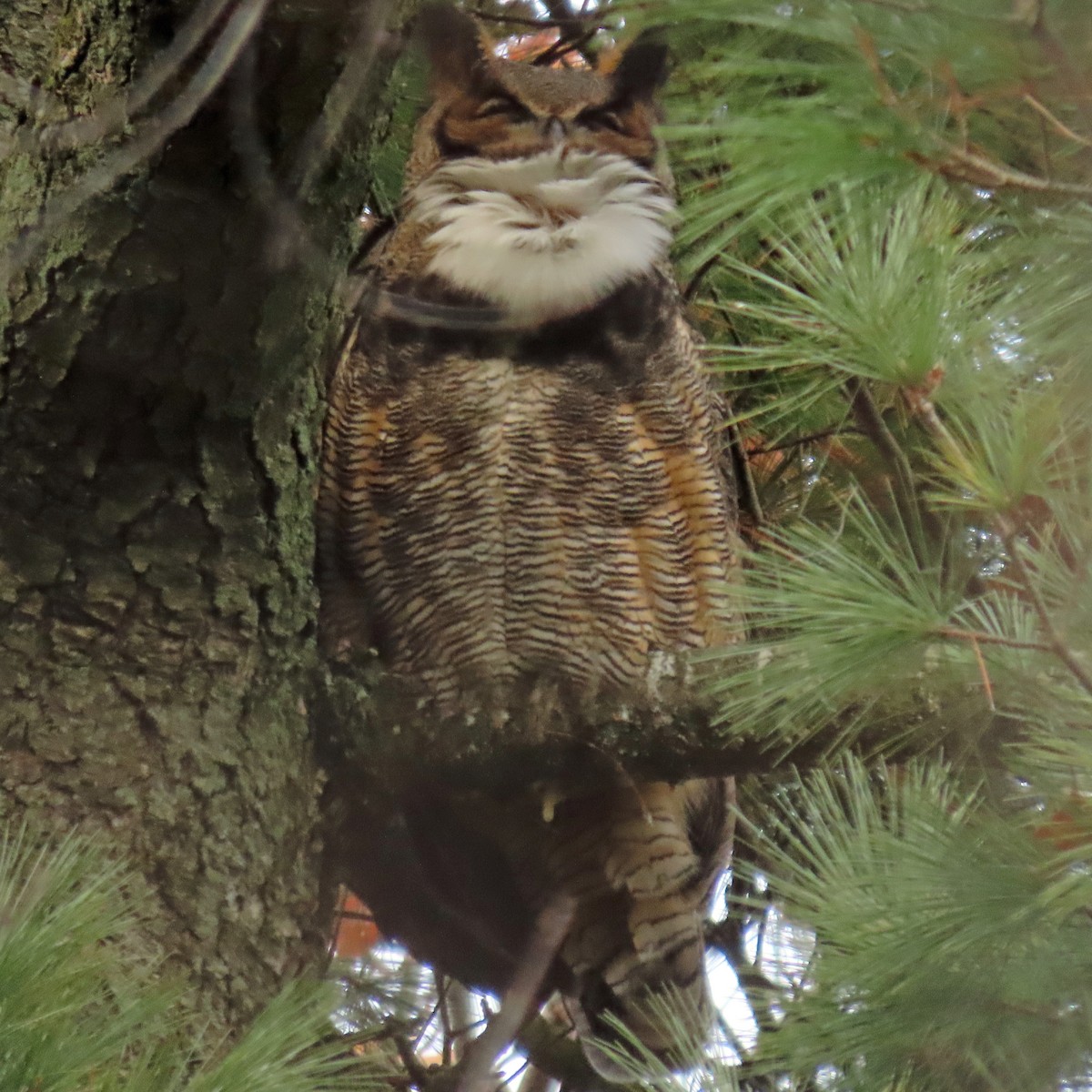 Great Horned Owl - ML391310991
