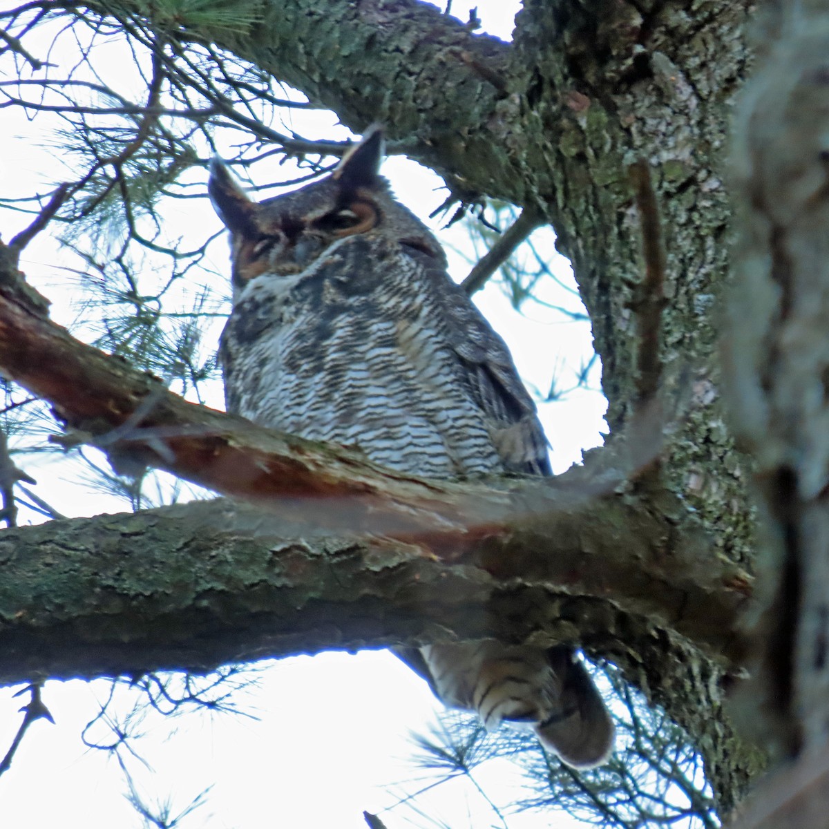 Great Horned Owl - ML391311161