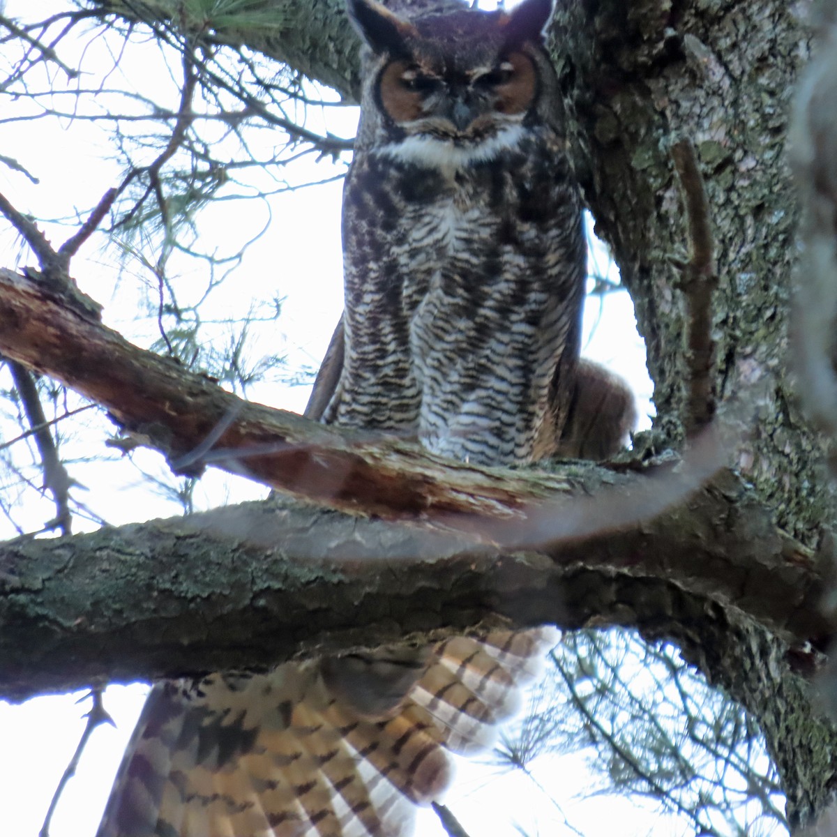 Great Horned Owl - ML391311281