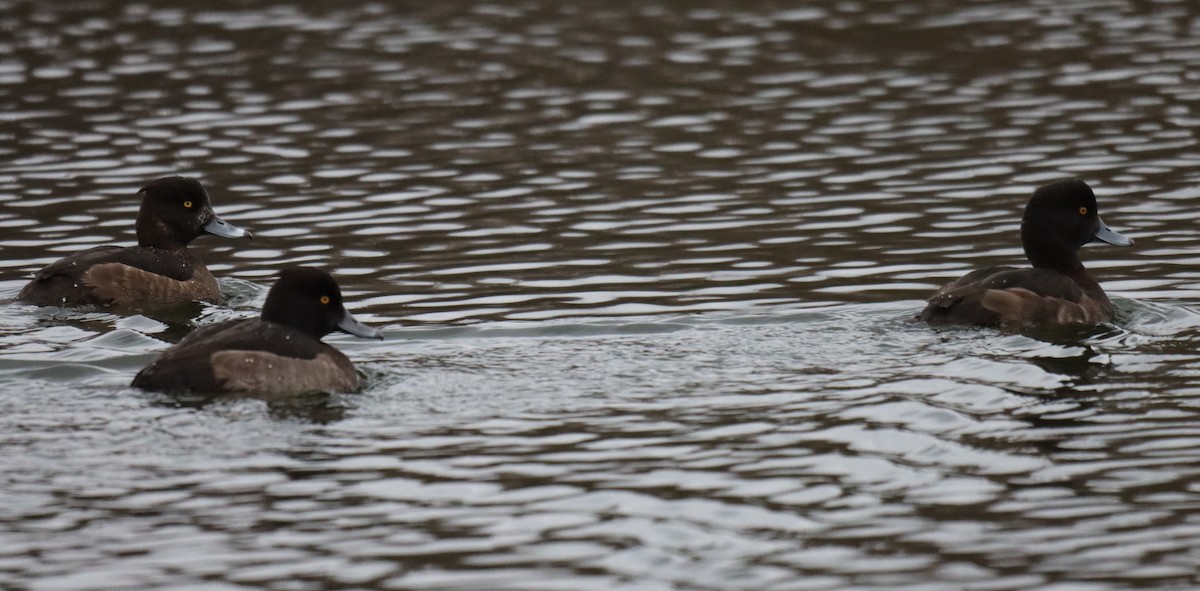 Tufted Duck - ML391312321