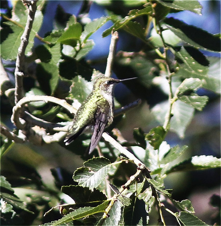 Ruby-throated Hummingbird - Bill Maynard
