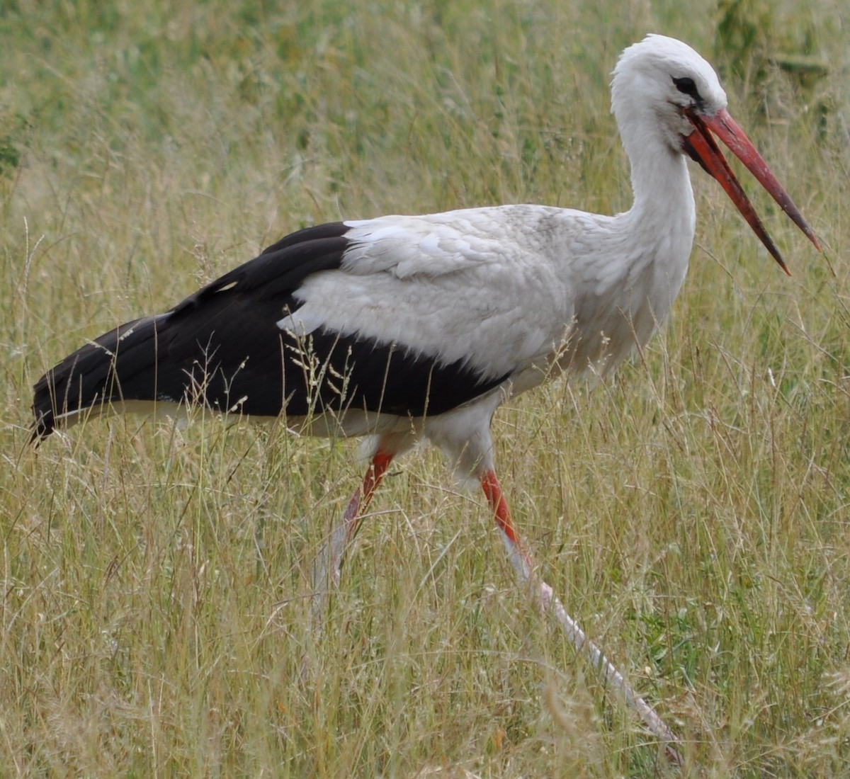 White Stork - Vogel Poepies
