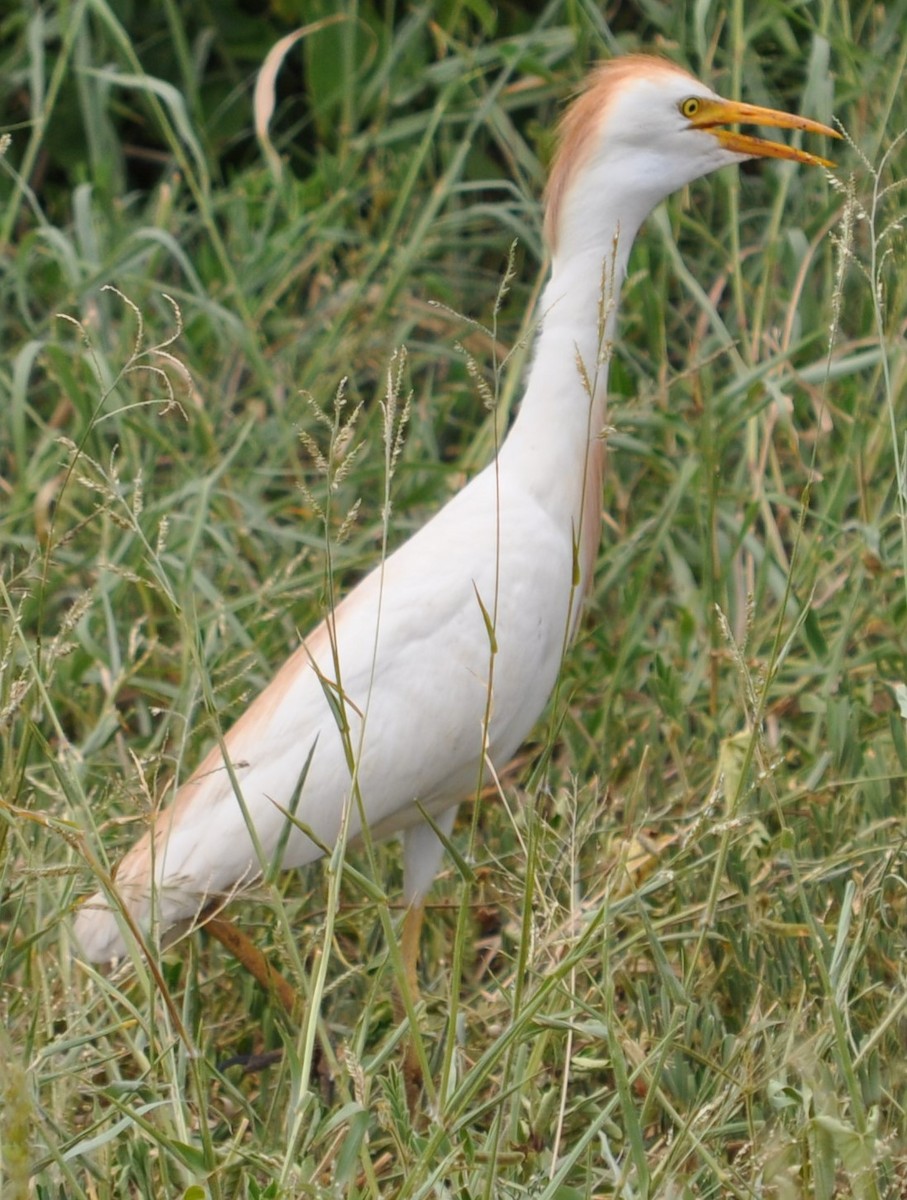 Western Cattle Egret - Vogel Poepies