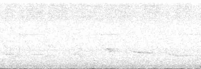 Weißbinden-Ameisenvogel - ML39132