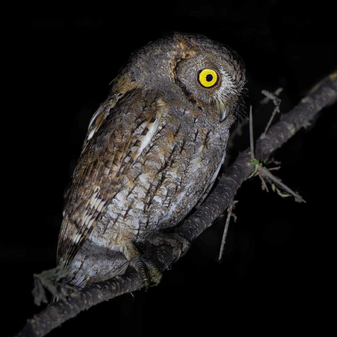 Oriental Scops-Owl - Shweta Patil