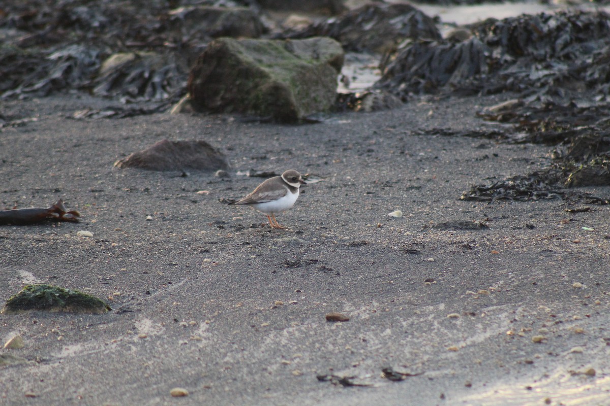 Common Ringed Plover - Gareth Bowes