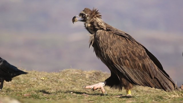 Cinereous Vulture - ML391330341