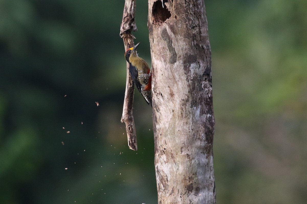 Golden-naped Woodpecker - ML391331161