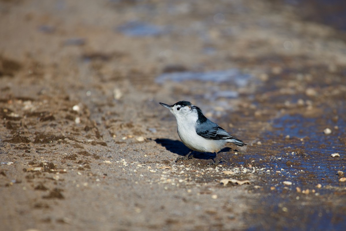 White-breasted Nuthatch - ML391339021