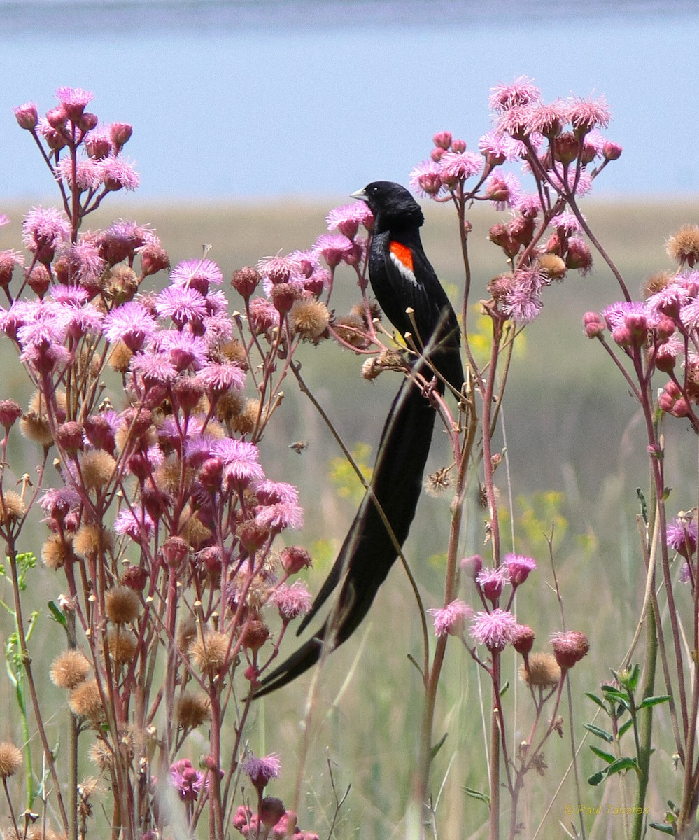 Long-tailed Widowbird - Paul Tavares