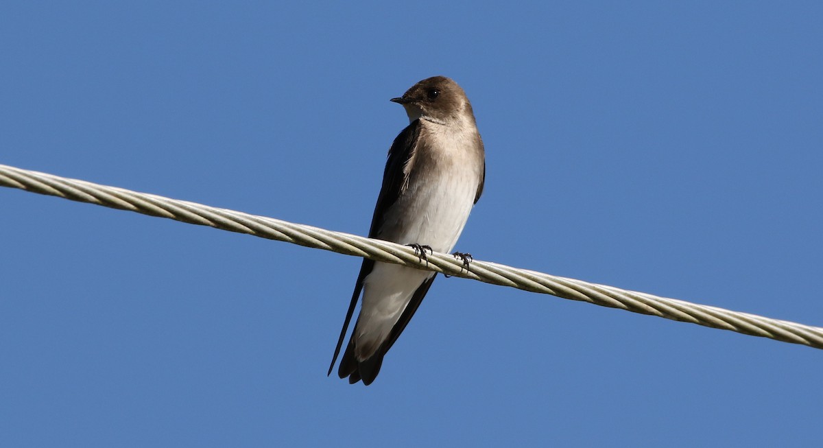 Northern Rough-winged Swallow - ML391340281
