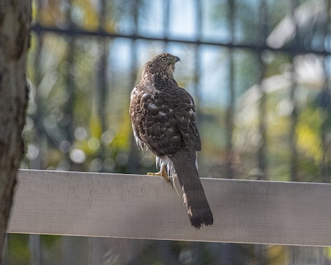 Cooper's Hawk - James Kendall