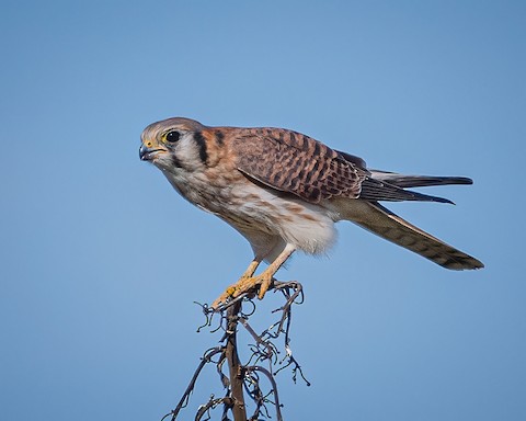 American Kestrel - James Kendall