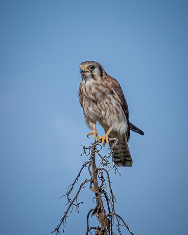 American Kestrel - James Kendall